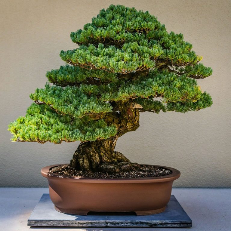 CASACOR_Peru_2026_Bonsai_01