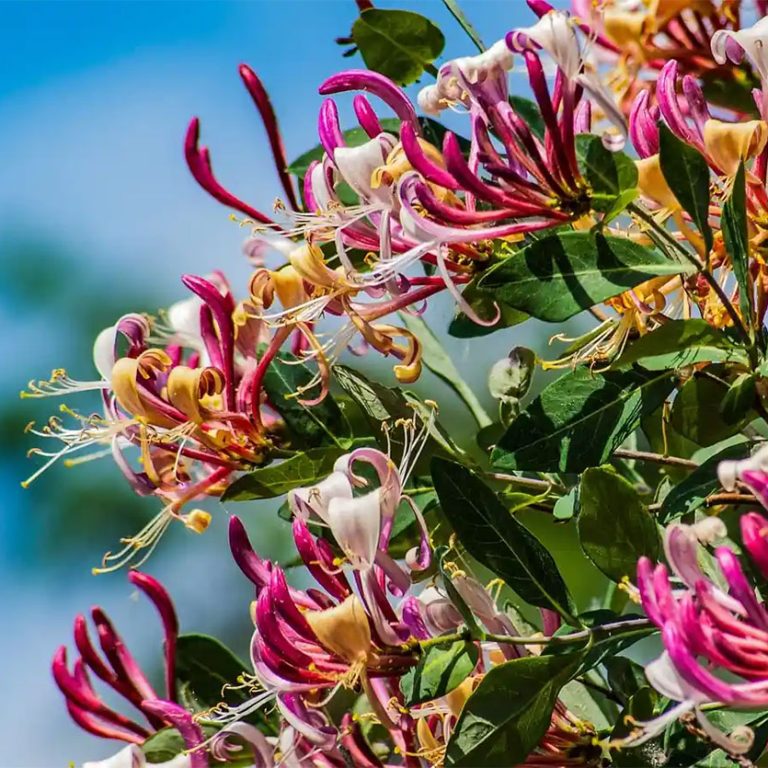CASACOR_Peru_2026_PLANTAS_PERFUMADAS__01